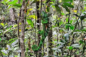 Hiding Prints: Master of disguise, Parson's Chameleon. Could you spot this animal in the rain forest?