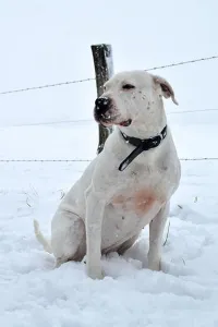 Veterinarian Prints: A mastiff dog breed Dogo Argentino, under the snow in winter