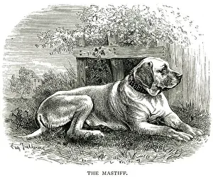 Old Fashioned Prints: mastiff sitting dog lying The English Mastiff