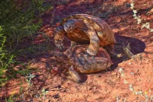 Threatened Prints: Mating Mojave Desert Tortoise, Gopherus Agassizii