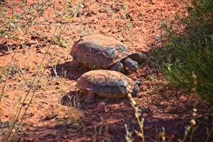 Threatened Prints: Mating Mojave Desert Tortoise, Gopherus Agassizii