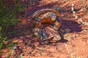 Threatened Prints: Mating Mojave Desert Tortoise, Gopherus Agassizii