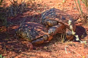 Threatened Prints: Mating Mojave Desert Tortoise, Gopherus Agassizii