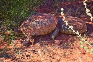 Threatened Prints: Mating Mojave Desert Tortoise, Gopherus Agassizii