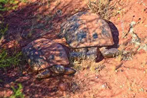 Threatened Prints: Mating Mojave Desert Tortoise, Gopherus Agassizii