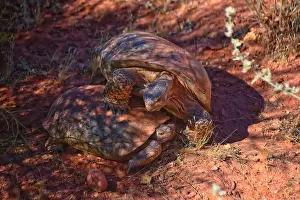Threatened Prints: Mating Mojave Desert Tortoise, Gopherus Agassizii