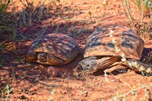 Threatened Prints: Mating Mojave Desert Tortoise, Gopherus Agassizii