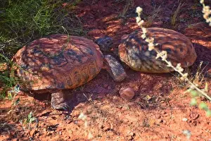 Threatened Prints: Mating Mojave Desert Tortoise, Gopherus Agassizii