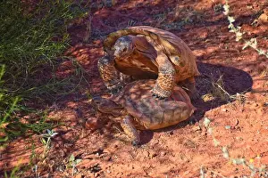 Threatened Prints: Mating Mojave Desert Tortoise, Gopherus Agassizii