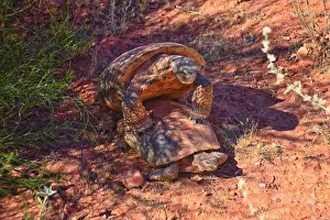 Threatened Prints: Mating Mojave Desert Tortoise, Gopherus Agassizii