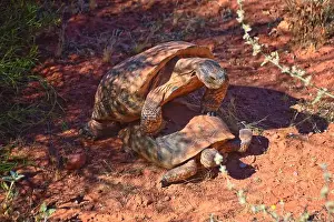 Threatened Prints: Mating Mojave Desert Tortoise, Gopherus Agassizii
