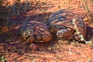 Threatened Prints: Mating Mojave Desert Tortoise, Gopherus Agassizii