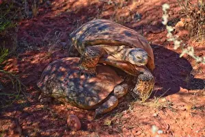 Threatened Prints: Mating Mojave Desert Tortoise, Gopherus Agassizii