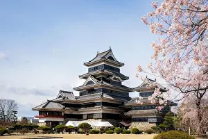 Matsumoto Castle during cherry blossom (Sakura) is one of the most famous sights in Matsumoto, Nagano, Japan. Japan tourism, history building, or trad
