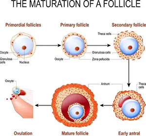 Gynecology Prints: maturation of a follicle. Diagram of folliculogenesis