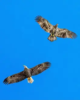 Bald Eagle In Flight Prints: Mature Bald Eagle flying with juvenile / immature Haliaeetus leucocephalus underside - wings outstretched - wingspan &