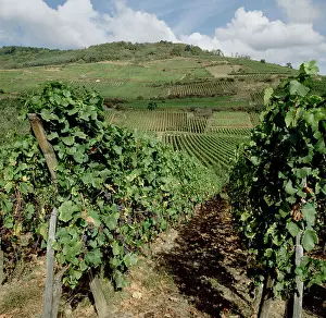 Vines Prints: Mature red grapes on vines in Alsace France