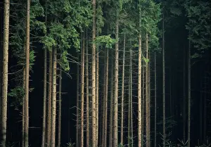 Trunks Prints: Mature Red Pines Pinus resinosa The trunks grow long and straight Cut timber or pulp for paper