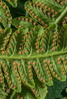 Ferns Prints: Mature sori of Lemon-scented fern, Oreopteris limbosperma, underneath the frond