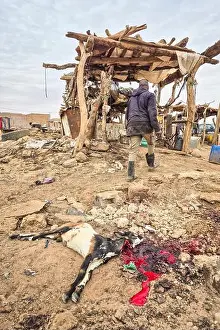 Camel Prints: Mauritania, Atar, goat market, goat slaughter