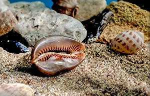 Snail Shell Prints: Mauritia Mauritiana or chocolate cowry, humpback cowry, seashell on a sand underwater