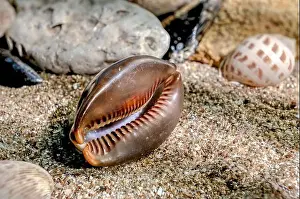 Snail Shell Prints: Mauritia Mauritiana or chocolate cowry, humpback cowry, seashell on a sand underwater