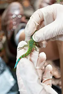 Diurnal Prints: Mauritius Lowland Day Gecko (Phelsuma guimbeaui), Mauritius