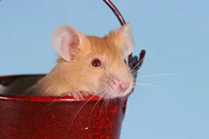 Pail Prints: Maus / mouse