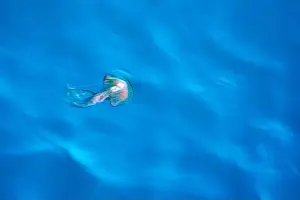 Cnidarian Prints: A Mauve Stinger Pelagia noctiluca jellyfish on sea surface moving effect