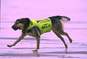 Surfer Prints: MAX THE SURFING DOG