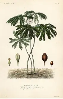 Botanical Illustration Prints: Mayapple or American mandrake, Podophyllum peltatum