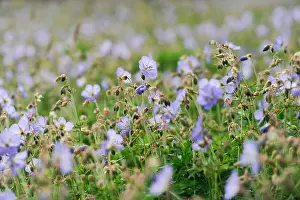 Alternative Medicine Prints: Meadow cranesbill, Geranium pratense