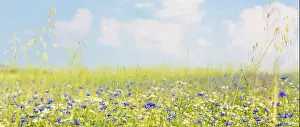 Grass Lawn Prints: Meadow with flowers in summer