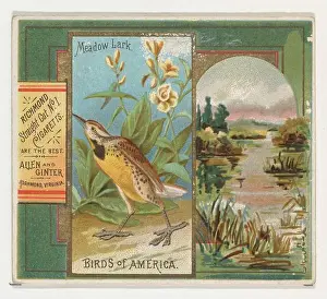 Ephemera Prints: Meadow Lark, from the Birds of America series (N37) for Allen & Ginter Cigarettes