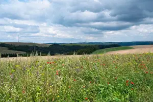 Flaxseed Prints: Meadow with poppy, daisy and flaxseed flowers
