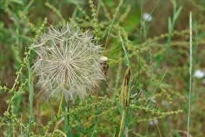 Goat Prints: Meadow Salsify (Tragopogon pratensis) achenes at the end of the blossoming time at spring