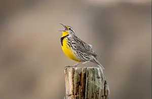 Chuck Haney Prints: Meadowlark singing at Freezeout Lake Wildlife Management Area near Choteau