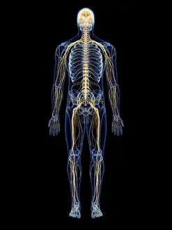 X Ray Prints: medically accurate illustration of the nervous system