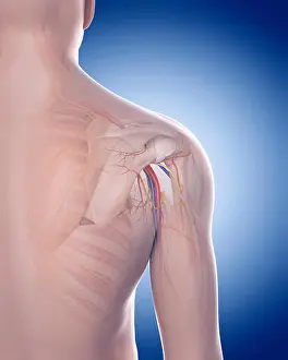 medically accurate illustration of the shoulder anatomy
