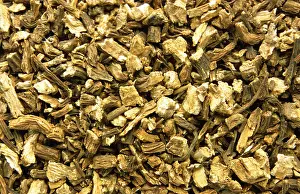Medicinal Plant Prints: Medicinal plant Angelica dry root Angelica radix