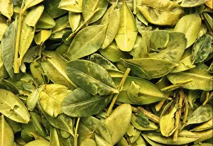 Medicinal Plant Prints: Medicinal plant Box tree leaves Buxacea Buchsbaum