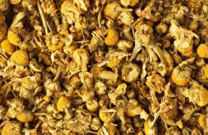 Medicinal Plant Prints: Medicinal plant Camomile blossoms dried dry Kamille Matricaria recutita Chamomilla Matricary