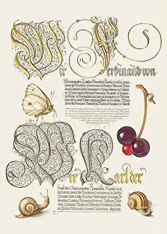 Medieval ornaments. Butterfly, Sweet Cherry and Land Snails