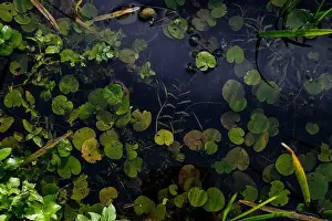 Nature Conservation Prints: Meditative water surface with aquatic plants