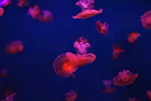 Oceanaruim Prints: Mediterranean jellyfish