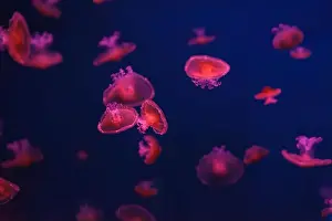 Oceanaruim Prints: Mediterranean jellyfish