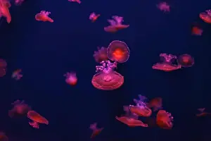 Oceanaruim Prints: Mediterranean jellyfish