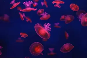 Oceanaruim Prints: Mediterranean jellyfish