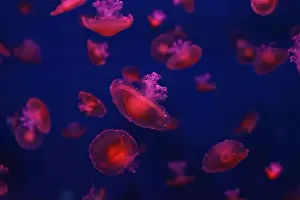 Fish Tank Prints: Mediterranean jellyfish