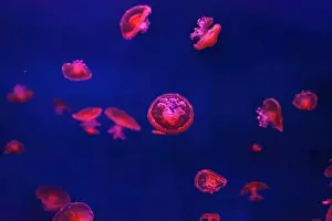 Theriology Prints: Mediterranean jellyfish